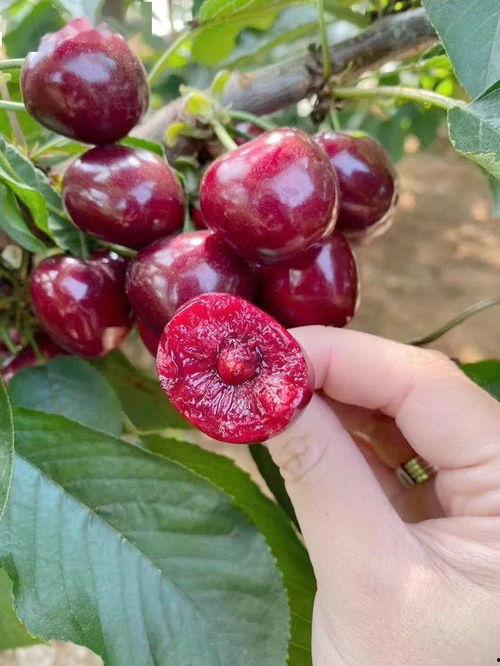 吃瓜网红事件樱桃是真的吗,真相揭秘,是真是假? 第3张 吃瓜网红事件樱桃是真的吗,真相揭秘,是真是假? 第3张